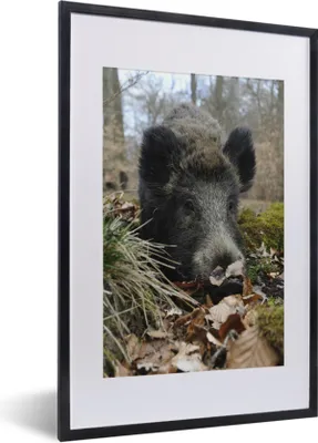 Produktbild von MuchoWow® MuchoWow® Gerahmtes Poster Wildschwein - Wald - Tier 40x60 cm - Poster mit zchwarzem Bilderrahmen - Poster in Rahmen