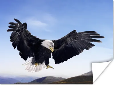 Produktbild von MuchoWow® Poster Ein Weißkopfseeadler will landen 120x90 cm - Wandbild