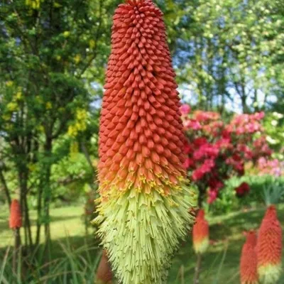 Produktbild von 6 x Vuurpijl - Kniphofia 'Royal Standard' | Topf 9cm x 9cm