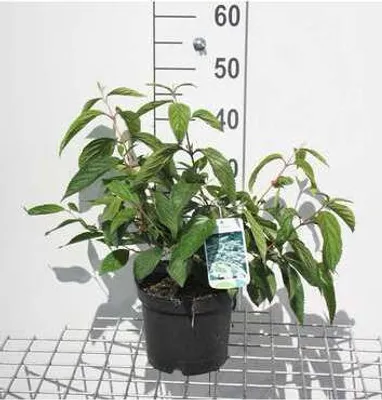 Zdjęcie produktu dla Viburnum plic. 'Mariesii' - Snowball 40- 60 cm - Pojemnik