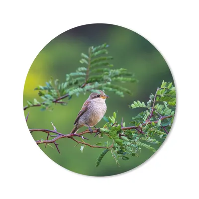 Produktbild von MuchoWow® Mauspad Mousepad Vogel - Baum - Wald 20x20 cm - Mousepads - Maus Mat - Pad - Mausunterlage - Schreibtischmatte