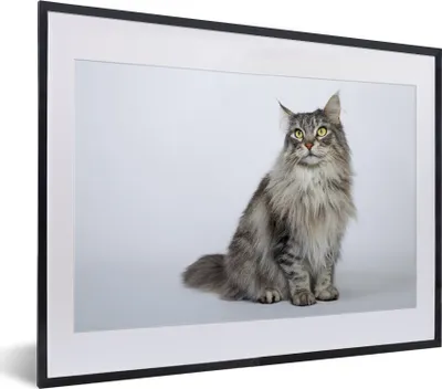 Produktbild von MuchoWow® MuchoWow® Gerahmtes Poster Porträt einer grauen Maine Coon Katze 40x30 cm - Poster mit zchwarzem Bilderrahmen - Bilderrahmen - Poster im Rahmen