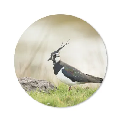 Produktbild von MuchoWow® Mauspad Mousepad Vogel - Gras - Tiere - Natur - Kiebitz 50x50 cm - Mousepads - Maus Mat - Pad - Mausunterlage - Vinyl