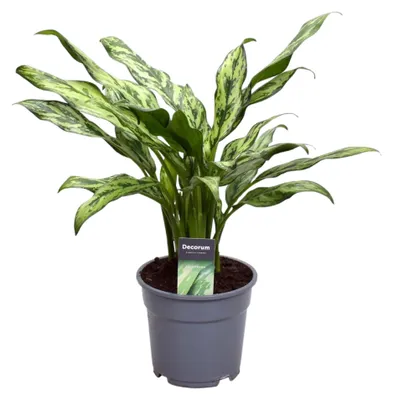 Produktbild von Zimmerpflanze - Aglaonema Juliette - Kolbenfaden - Für Halbschatten - Für helle Standorte ohne direkte Sonne - Topf Ø12cm - Höhe 40cm
