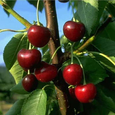 Produktbild von Schwarze Knorpel dicke leckere süße Kirschen Kirschbaum Obstbaum kleinbleibend
