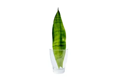 Obrázok produktu pre Gardners Sansevieria trifasciata Moonshine - odrezky na zakorenenie