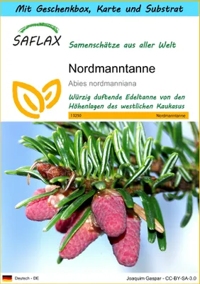Produktbild von SAFLAX Geschenk Set - Nordmanntanne - Abies nordmanniana - 20 Samen - Mit Geschenkbox, Versandaufkleber, Geschenkkarte und Anzuchtsubstrat