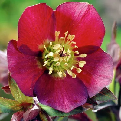 Productafbeelding van 6 x Kerstbloem - Helleborus orientalis 'Red Hybrids' | Pot van 9x9 cm