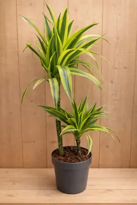 Productafbeelding van Drakenbloedboom Dracaena Fragrans Lemon Lime/Geel-groen H60-80 cm potmaat 19 cm 2 stammen kamerplant Warentuin Natuurlijk