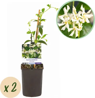 Image de Green boutiQ - Jasmin de Toscane - Trachelospermum jasminoides - Fleurs blanches - À feuillage persistant  - 2 plants - Pot de 11 cm, hauteur 40 cm