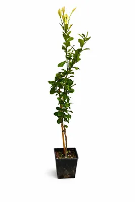 Produktbild von Zitronenbaum Zagara Bianca 100–140 cm – Citrus limon, duftende Blüten, essbare Früchte, mediterrane Kübelpflanze, winterhart bedingt