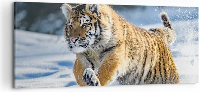 Produktbild von Bild auf Leinwand - Leinwandbild - tiger tier - 100x40cm - Wand Bild - Wanddeko - Wandbilder - Leinwanddruck - Bilder - Kunstdruck - Wanddekoration - Leinwand bilder - Wandkunst - AB100x40-3928