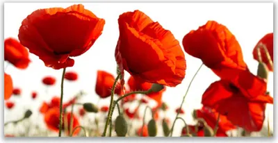 Produktbild von Tulup Leinwand-Bilder 140x70 Wandbild Canvas Kunstdruck Tulpen Pflanzen