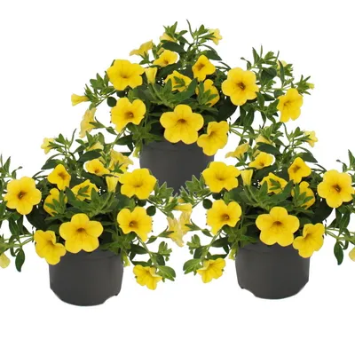 Zdjęcie produktu dla Magic bell - Mini wiszaca petunia - Calibrachoa - Doniczka 12 cm - Zestaw 3 roslin - zólty