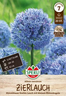 Produktbild von SPERLI Zierlauch Allium caeruleum 20 Zwiebeln