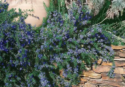 Produktbild von Rosmarinus officinalis 'Corsican Blue', Rosmarin, blau, ca. 9x9 cm Topf