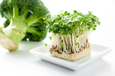 Produktbild von 500 g Brokkoli Samen  Keimsaat Sprossen Microgreens Gesundes Gemüse