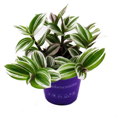 Produktbild von Dreimasterblume - Tradescantia "White" - pflegeleichte hängende Zimmerpflanze - 12m Topf - weiss