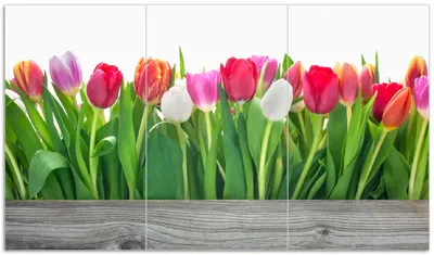 Produktbild von Wallario Herdabdeckplatte aus Glas, Größe 90 x 52 cm 3-teilig, Motiv Rote  weiße und pinke Tulpen im Frühling