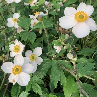 Produktbild von 6 x Herbst Anemone - Anemone 'Elfin Swan' | Topf 9cm x 9cm