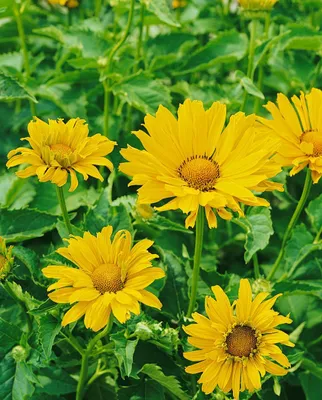 Produktbild von Rauhes Sonnenauge Mars, im Topf - Heliopsis scabra
