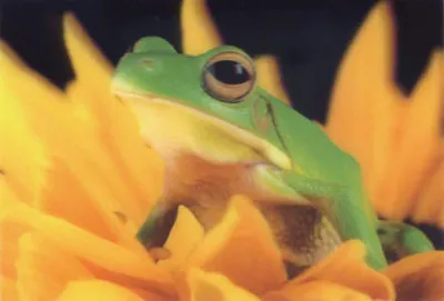 Produktbild von 3D Sticker Postkarte Frosch