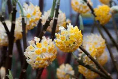 Immagine prodotto di Edgeworthia chrys. 'Grandiflora' - Edgeworthia chrysantha 'Grandiflora' 60- 80 cm Contenitore