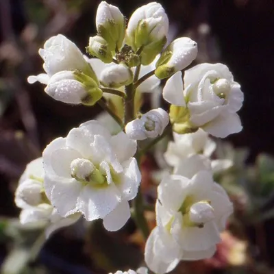 Immagine prodotto di 6 x Arabis caucasica 'Plena'  | Vaso 9 cm x 9 cm