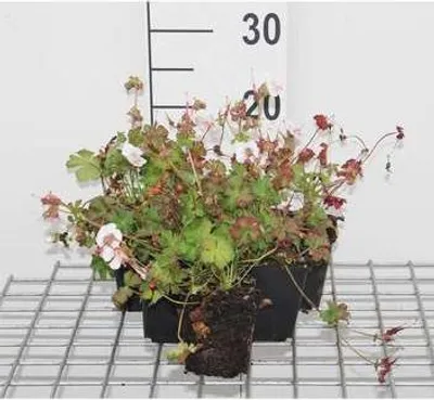 Produktbild von 6 x  Geranium cant. 'St. Ola' - Storchenschnabel- Topf 9 x 9 cm