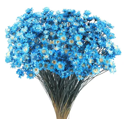 Trockenblumenstrauß, 300 Stück, blau, natürliche Gänseblümchen