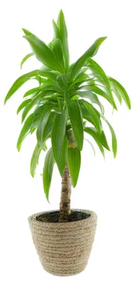 Produktbild von VD Leeden Pflanzkorb - Rattan - Maisblatt - D22 x H18 cm - runder Pflanztopf - Blumenkorb