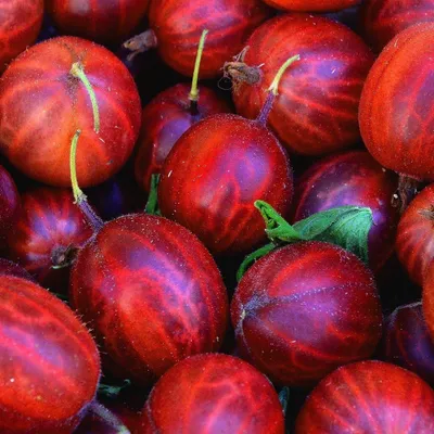 Produktbild von Stachelbeere Rote Hinnonmaki rot 1L