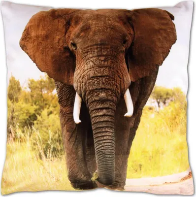 Produktbild von Kissenhülle Fotodruck 2er Pack, Elefant 40x40cm