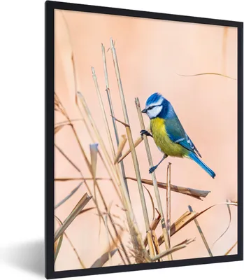 Produktbild von MuchoWow® Gerahmtes Poster Vogel - Blaumeise - Schilf 60x80 cm - Poster mit Schwarzem Bilderrahmen Wandposter Rahmen Foto Bilder - Premium - Wanddeko Wohnzimmer