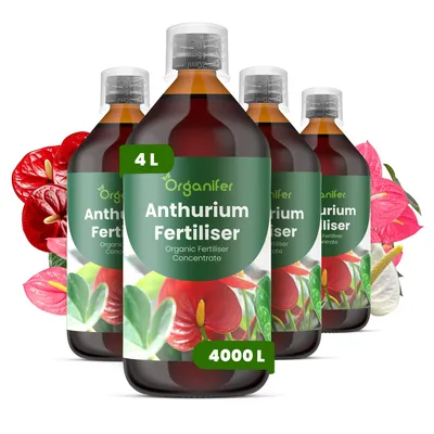 Produktbild von Anthurium Flüssigdünger 4x1L – 3-4-3 NPK – Flüssigdünger Für Blühpflanzen – Fördert Stiele & Vitalität – Organifer