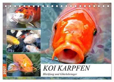 Produktbild von Koi Karpfen. Blickfang und Glücksbringer (Tischkalender 2027 DIN A5 quer), CALVENDO Monatskalender