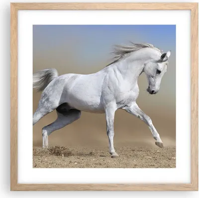 Produktbild von Gerahmtes Poster - Rahmen in heller Eiche - Pferd weiß Tier - 40x40 cm - Wand Bild - Wanddeko - Wandbilder - Kunstposter - Wandposter - Bilderrahmen - Bilder - Kunstdruck - Wandbild - P2NAC40x40-0167