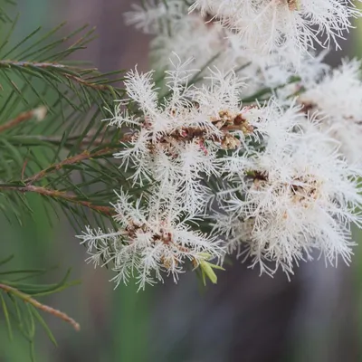Produktbild von Australischer Teebaum (Melaleuca alternifolia) - 100 Samen