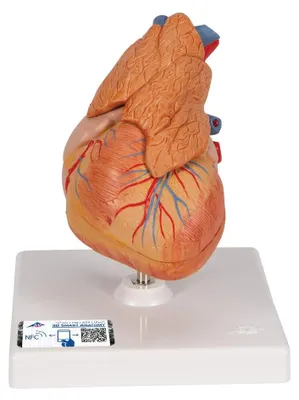 Anatomie-Herzmodell mit Thymus, 3-teilig, inkl. App