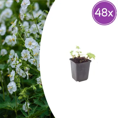 Image de Geranium macr. 'White Ness' | 48 pièces - 10-25cm - Ø9cm - Plante de jardin