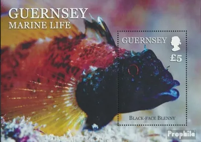 Produktbild von Briefmarken GB - Guernsey 2013 Mi Block63 (kompl.Ausg.) postfrisch Spitzkopfschleimfisch
