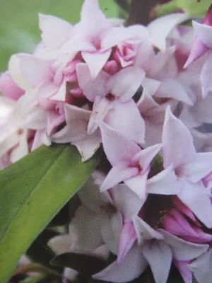 Produktbild von Daphne Perfume Princess - Seidelbast Perfume Princess 15-20
