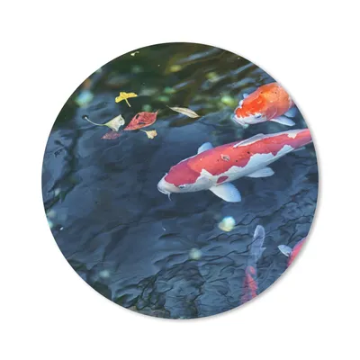 Produktbild von MuchoWow® Mauspad Mousepad Vier Koi-Karpfen in einem Teich 50x50 cm - Mousepads - Maus Mat - Pad - Mausunterlage - Vinyl