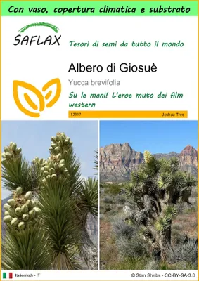 Immagine prodotto di SAFLAX Garden to go - Albero di Giosuè - 10 semi - Yucca