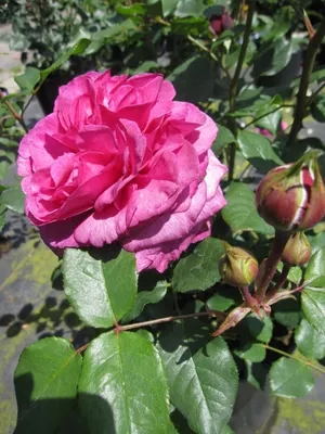 Produktbild von Rosa Kaffe Fassett Rose ® - Edelrose - Tantau Rose