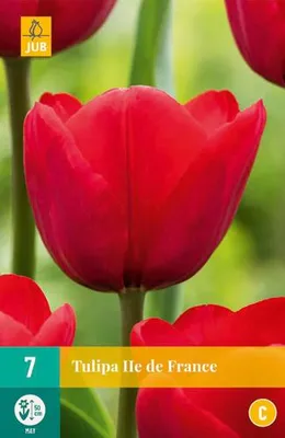 Artikelbild 2 von 'Triumph Tulpe Ile De France (7 Stück)' aus der Kategorie Triumph-Tulpen, AI-gegenereerde afbeelding