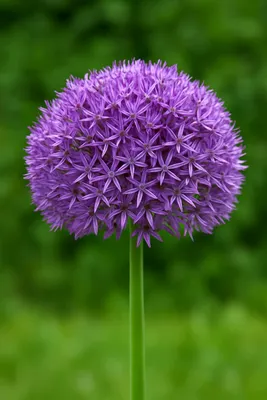 Produktbild von Exotische Blütenstände 'Cibučky', dekorativer Allium 'Globemaster', 5 Stück