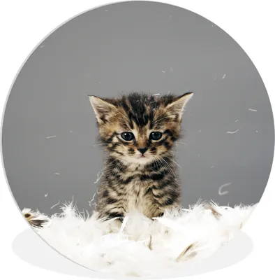 Produktbild von MuchoWow® Rundes Wandbild - Runde Bilder Katze - Kätzchen - Federn Ø 90 cm Kreis Wanddekoration Kunststoff - Wandkreis - Wandschmuck - Wand-Kreis - Wohnzimmer - Bild - Runde - Wanddeko - Dibond - Kunstdrucke