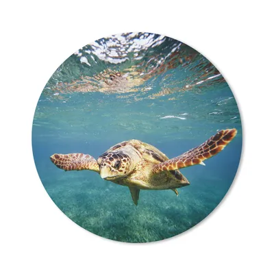 Produktbild von MuchoWow® Mauspad Mousepad Schildkröte - Wasser - Blau 30x30 cm - Mousepads - Maus Mat - Pad - Mausunterlage - Tischunterlage - Schreibtischmatten