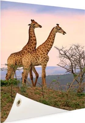 Produktbild von Gartenposter - 40x60 cm - Giraffe Fotodruck  - Modernes Wandbilder - Wilde Tierposter